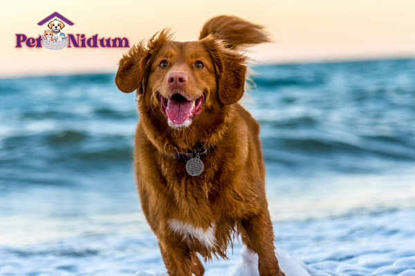 Imagem Destacada - I