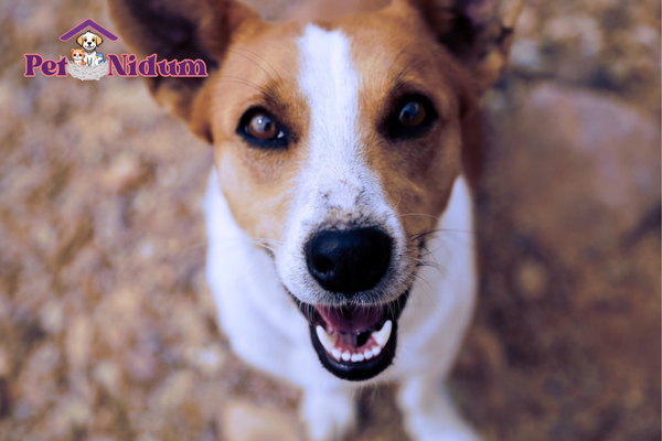 Imagem Destacada - IV