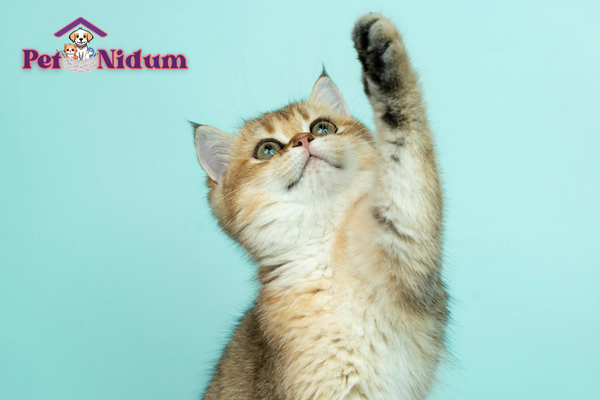 Imagem Destacada - IX