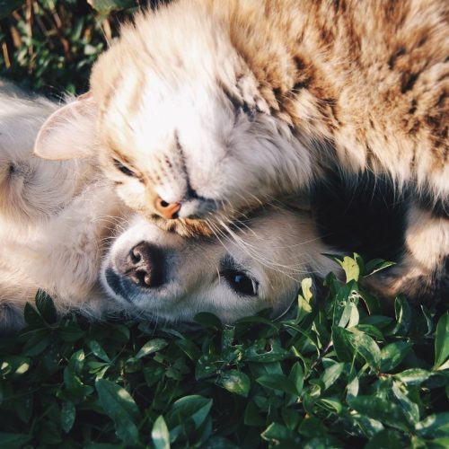 3 Receitas Caseiras Simples para Pets Idosos