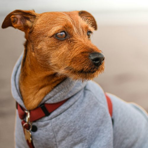 Artigo 1: 5 Sinais de Envelhecimento em Cães que Você Não Pode Ignorar