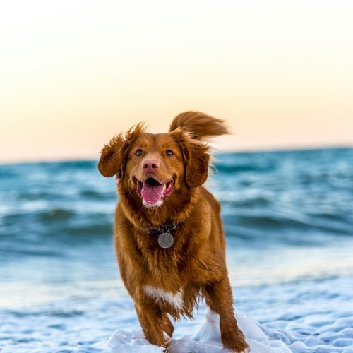 Cão correndo na praia