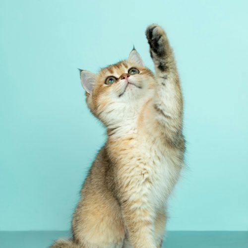 Dicas para melhorar a saúde do seu pet