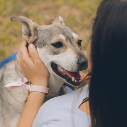 Saúde emocional dos animais: o que saber